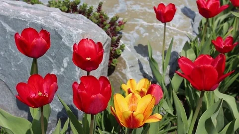 Multicolored tulips spring bloom in the garden Video stock 82993969