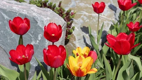 Multicolored tulips spring bloom in the garden Stock Footage 82995975