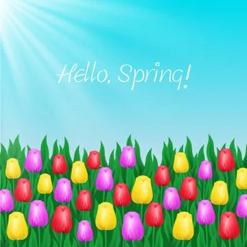 Multicolored tulips, vector image Stock Illustration