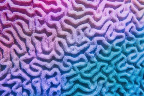 Multicolored violet- blue gradient abstract background - Organic texture  Stock Photos