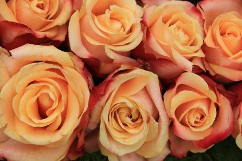Multicolored wedding roses Foto stock