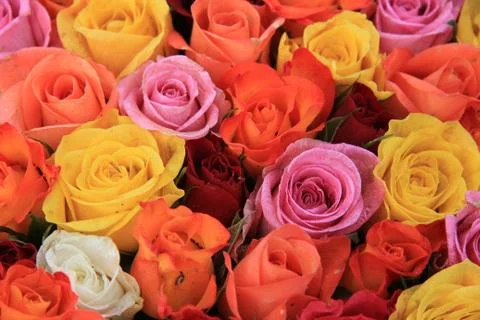 Multicolored wedding roses Foto stock