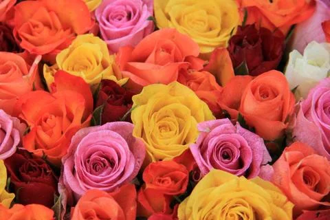 Multicolored wedding roses Stock Photos
