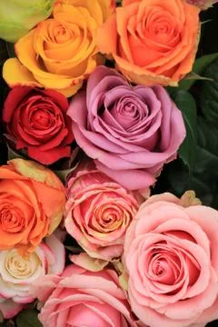 Multicolored wedding roses Stock Photos