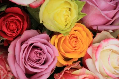 Multicolored wedding roses Foto stock