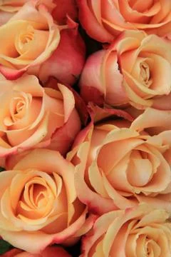 Multicolored wedding roses Foto stock