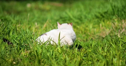 Multicolored wild cat sensing danger sprints across lush green grass toward Stock Footage 311583672
