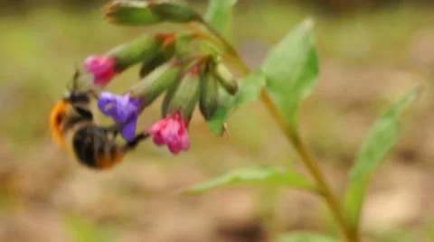 Multicolored wild flowers, a large insect, the young juicy green grass Vidéo 57350927