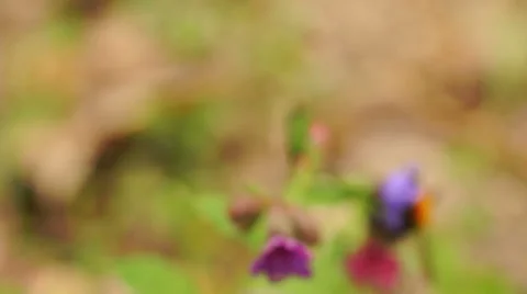 Multicolored wild flowers, a large insect, the young juicy green grass 库存影片 57350931
