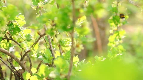 Multicolored wild flowers, a large insect, the young juicy green grass Vidéo 57351302