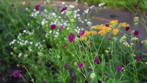 Multicolored wildflowers close up. The wind flutters fragrant flowers Stock Footage 244647851