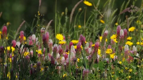 Multicolored wildflowers Vídeo Stock 137117347