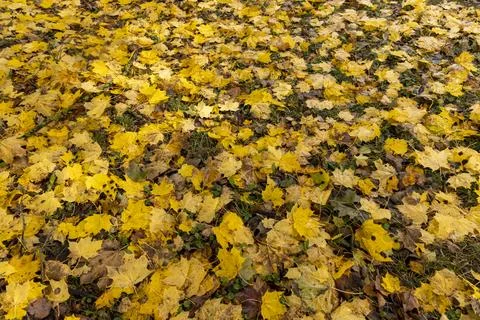 Multicolored yellowing maple foliage during leaf fall Stock Photos