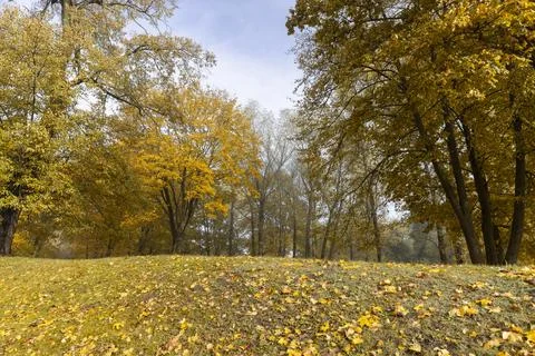 Multicolored yellowing maple foliage during leaf fall Foto stock