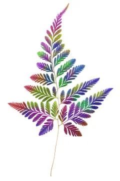 Multicolour Fern Leaf Stock Photos