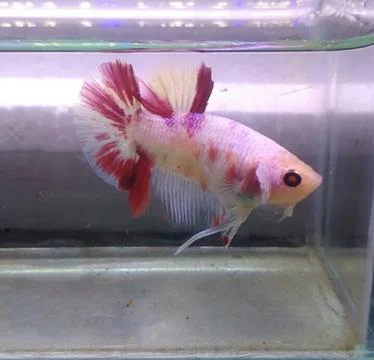 Multicolour Foto stock