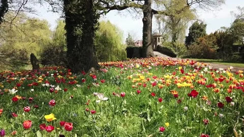 Multicolour Tulip Fields from Above – UK Drone Capture Stockbeeldmateriaal 239959268