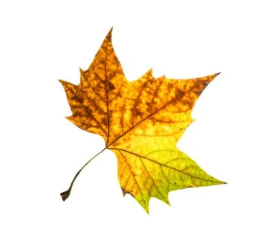 Multicoloured autumn maple leaf Stock Photos