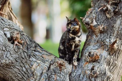Multicoloured cat on a tree looking left, Turkish cat Stock Photos