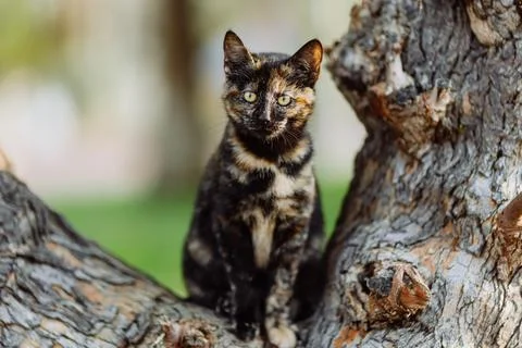 Multicoloured cat on a tree looking straight at camera, Turkish cat Stock Photos