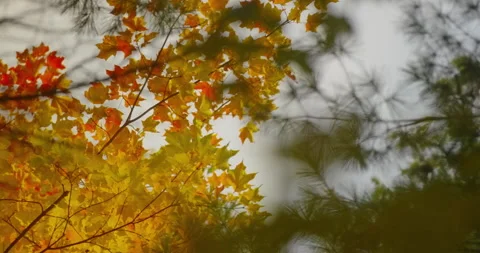 Multicoloured Fall Leaves in slow motion. Stock Footage 142185753