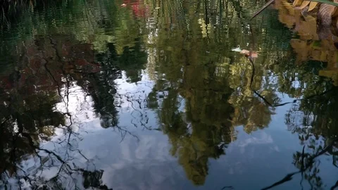 Multicoloured Fallen Leaves And Reflections of Trees At The Lakeside On A Dark Stock Footage 118859335