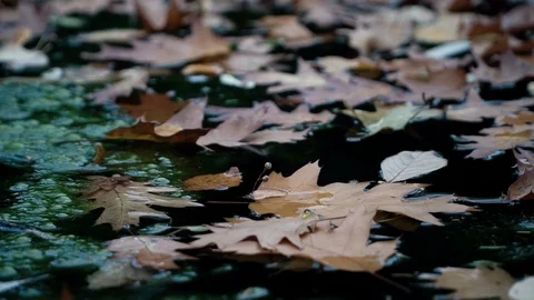 Multicoloured Fallen Leaves And Reflections of Trees At The Lakeside On A Dark Stock Footage 118859692
