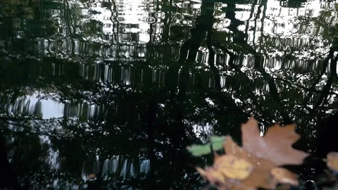 Multicoloured Fallen Leaves And Reflections of Trees At The Lakeside On A Dark Stock Footage 118859809