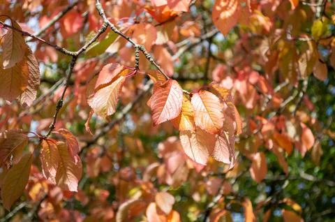 Multicoloured Leaves Stock Photos