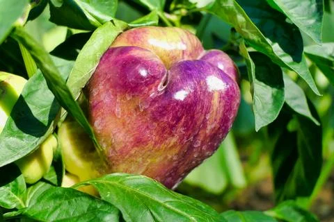 Multicoloured Pepper. Stock Photos