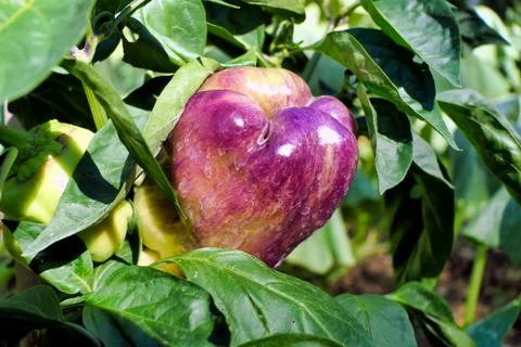 Multicoloured Pepper. Stock Photos