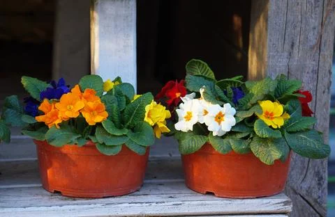 Multicoloured primroses in brown pots Stock Photos