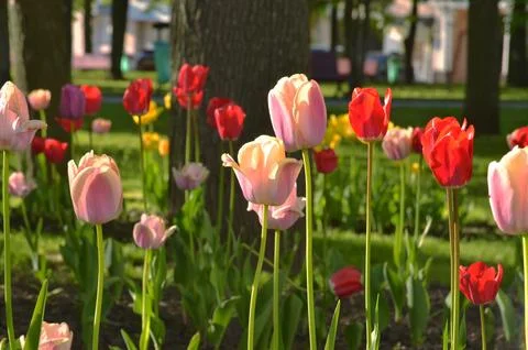 Multicoloured tulips Foto stock