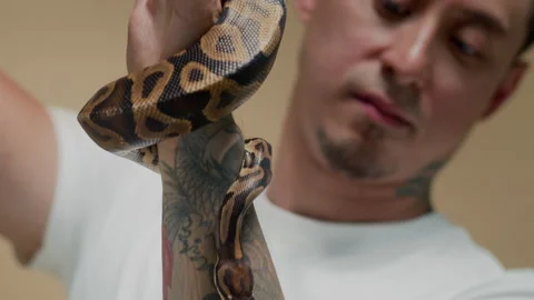 Multicultural Owner Looking at Python Crawling over Tattooed Arm Stock Footage 302412093