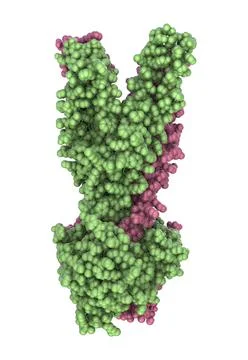 Multidrug transporter molecule, 3D illustration イラスト素材
