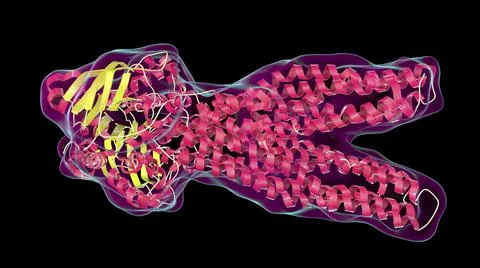 Multidrug transporter molecule, 3D illustration イラスト素材