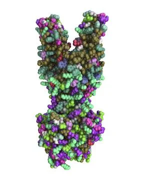 Multidrug transporter molecule, 3D illustration Illustrazione stock