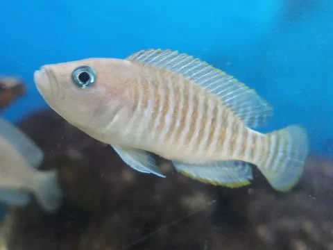 Multies fish smallest shell deweller Foto stock