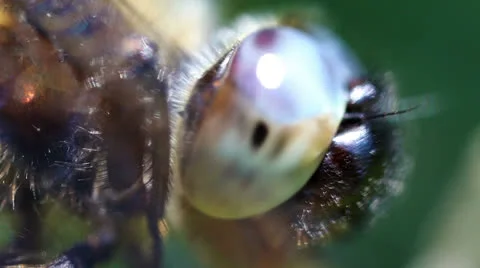 Multifaceted eye - dragonfly Stock-Footage 24834428