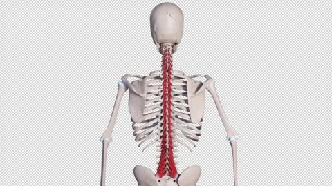 Multifidus  Muscle Movement Back View Stock Footage 328580098