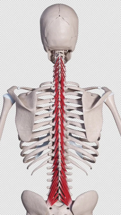 Multifidus  Muscle Movement Back View Vertical Video Stock Footage 328580253