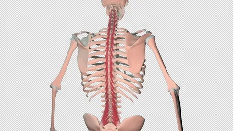 Multifidus Muscles Full Rotation Loop | Stock Video | Pond5