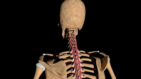 Multifidus Muscles on Skeleton 動画素材 129052492