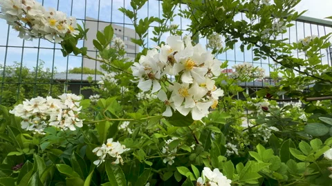 Multiflora rose (Rosa multiflora) in a garden Stock Footage 307979537