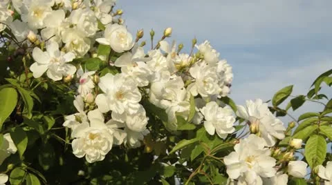 Multiflora rose (Rosa multiflora 'Plathyphylla') Video stock 18079330