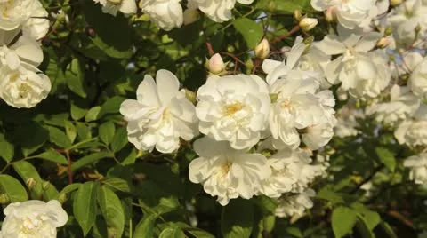 Multiflora rose (Rosa multiflora 'Plathyphylla') Stock Footage 18079350