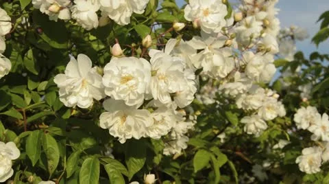 Multiflora rose (Rosa multiflora 'Plathyphylla') Stock Footage 18079365