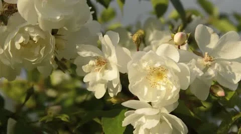 Multiflora rose (Rosa multiflora 'Plathyphylla') Stock Footage 18079393