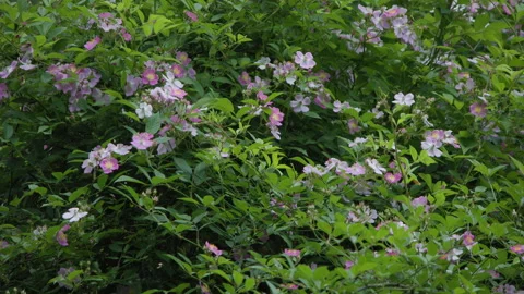 Multiflora swaying in the wind Stock Footage 241229231