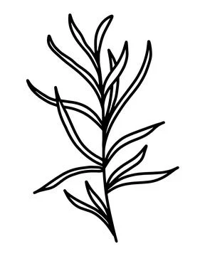 Multifoliate grass, vector illustration. Illustrazione stock